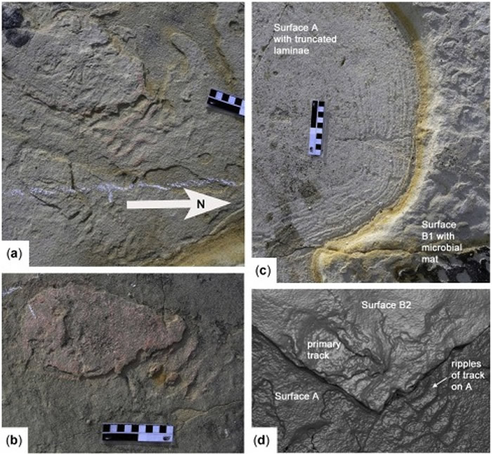 希腊克里特岛发现570万年前的原始人类脚印化石 表明人类祖先很早就已“走出非洲”?