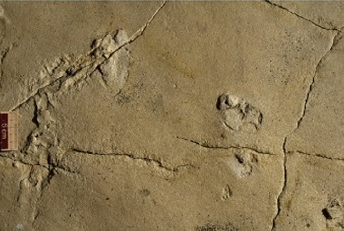 希腊克里特岛发现570万年前的原始人类脚印化石 表明人类祖先很早就已“走出非洲”?