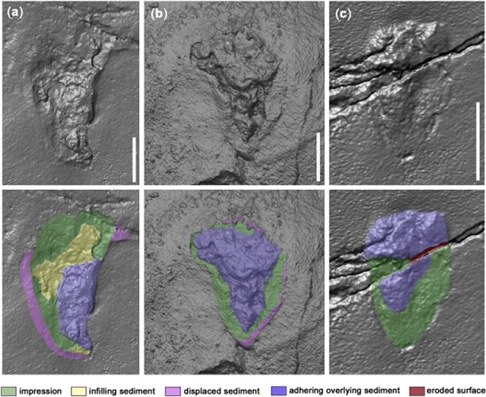 希腊克里特岛发现570万年前的原始人类脚印化石 表明人类祖先很早就已“走出非洲”?