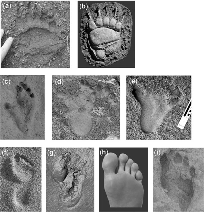 希腊克里特岛发现570万年前的原始人类脚印化石 表明人类祖先很早就已“走出非洲”?