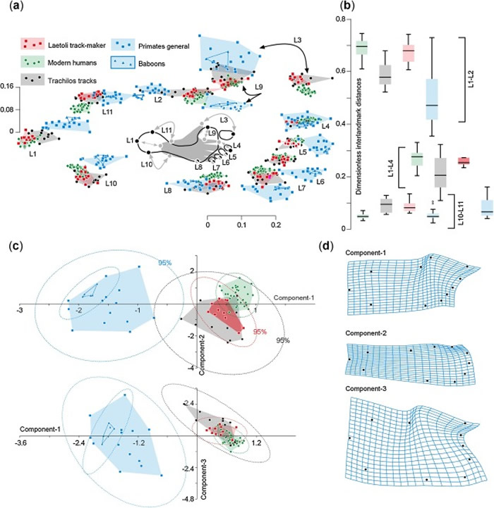 希腊克里特岛发现570万年前的原始人类脚印化石 表明人类祖先很早就已“走出非洲”?