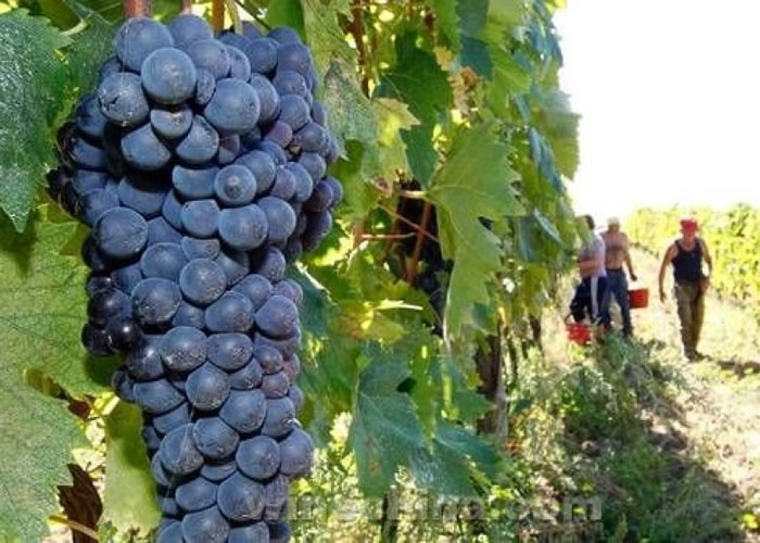 �����ɺ������Ѽ��� ������ս��������