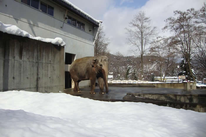 富子(ふこ)在长野市茶臼山动物园(Nagano Chausuyama Zoo)过了九年孓然一「象」的日子。 PHOTOGRAPH BY ELEPHANTS IN