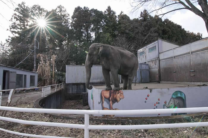 宫子(みやこ)在宇都宫动物园(Utsunomiya Zoo)孤身长达44年。 PHOTOGRAPH BY ELEPHANTS IN JAPAN