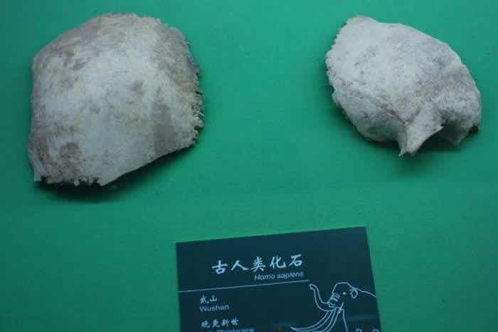 甘肃省武山县苟家山狼叫屲发现的38000年前“武山人”化石