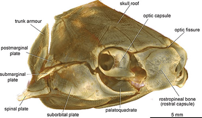 澳大利亚早泥盆世盾皮鱼类巴坎鱼科新材料(ANU V244)三维重建(右侧视)。(卢静供图)