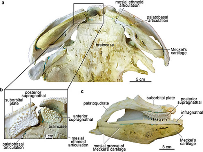 澳大利亚早泥盆世盾皮鱼类巴坎鱼科新材料(ANU V244)高精度三维打印模型。a,腹视;b,颌部与脑颅相连前端局部放大;c,颌部内视) 。三维打印模型为原化石六