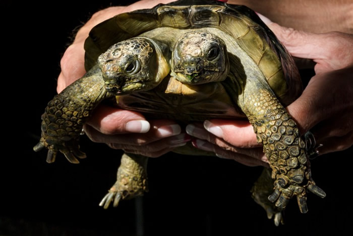 ��Ŭ˹���������˫ͷ����������¼��