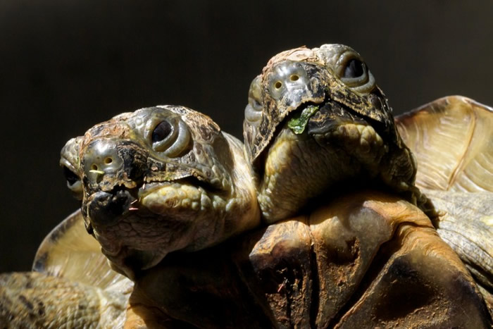 ��Ŭ˹��ʱ�ǳ�������