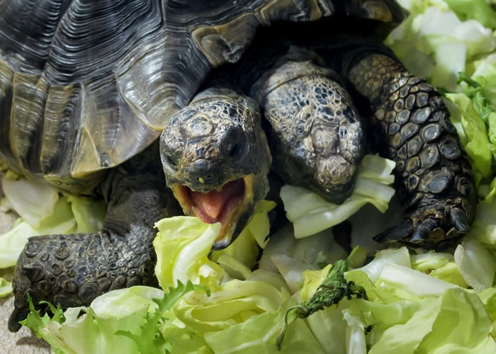 ��Ŭ˹�ǲ�����еġ����ǡ���