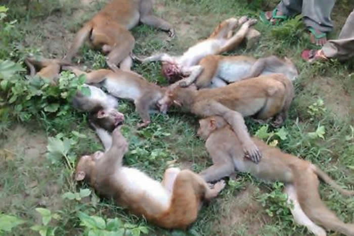 ӡɭַ¼12ֻӼಡһ Ʊϻ