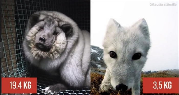 ������������Ϊȡ�ø����Ƥ�ݲ�ϧ�Ը�֬ʳ��ι������ ��9��Ƥ�����й�