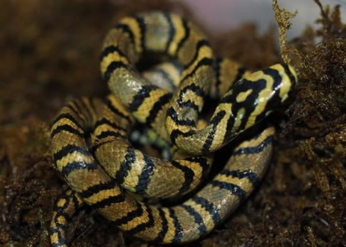 ��߽��߱��������������������ߣ����й����е�һ�����࣬�൱������