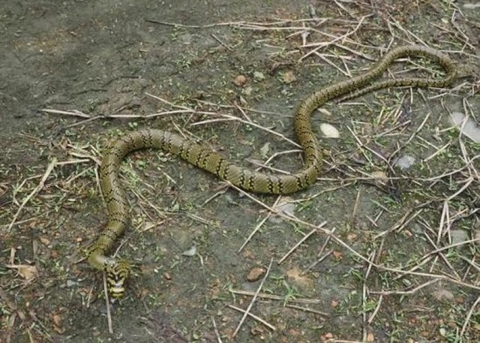 ��߽���������Ů�ߡ���������ߡ��������ߣ���Ҫ�ֲ����Ĵ��ȵء�