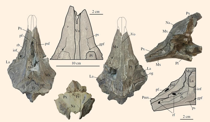 美国南卡罗来纳州出土3000万年前新种海豚化石Inermorostrum xenops