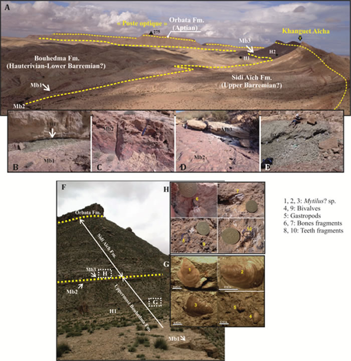 图中显示突尼斯下白垩统Bouhedma组野外露头剖面及化石产出层位。