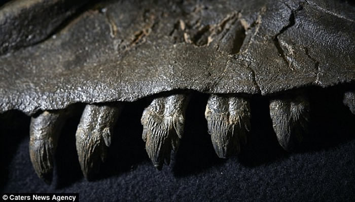 ޿ѧָ֤Զ뾨ӵʨķ дʷ