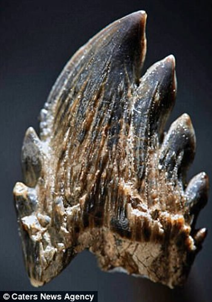 ޿ѧָ֤Զ뾨ӵʨķ дʷ