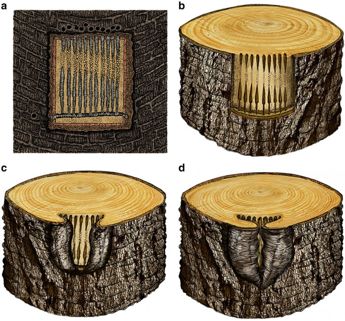 松柏植物化石研究发现2.53亿年前蛀木甲虫已有社会分工