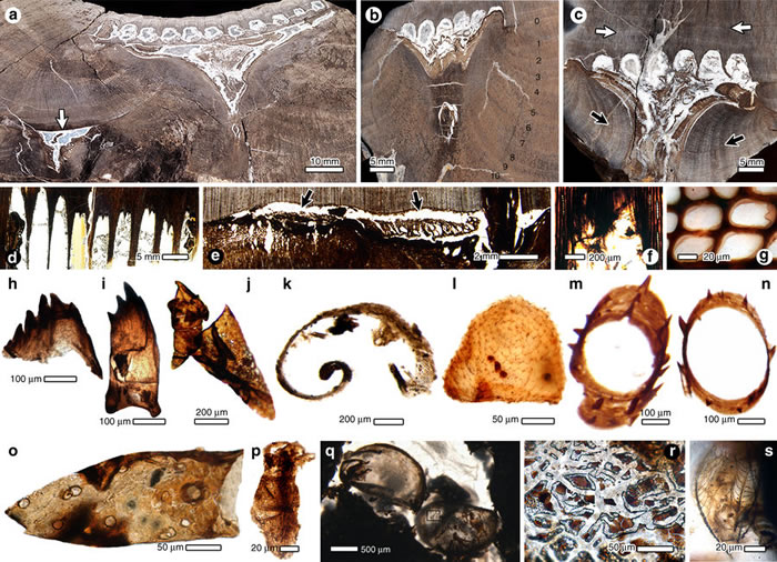 松柏植物化石研究发现2.53亿年前蛀木甲虫已有社会分工