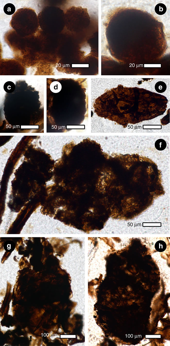 松柏植物化石研究发现2.53亿年前蛀木甲虫已有社会分工