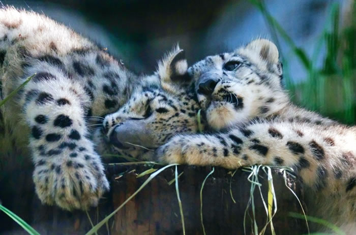 雪豹宝宝与妈妈躺在一起。