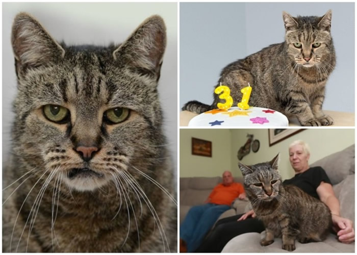 英国最老虎斑猫“肉豆蔻”心脏衰竭逝世 终年32岁