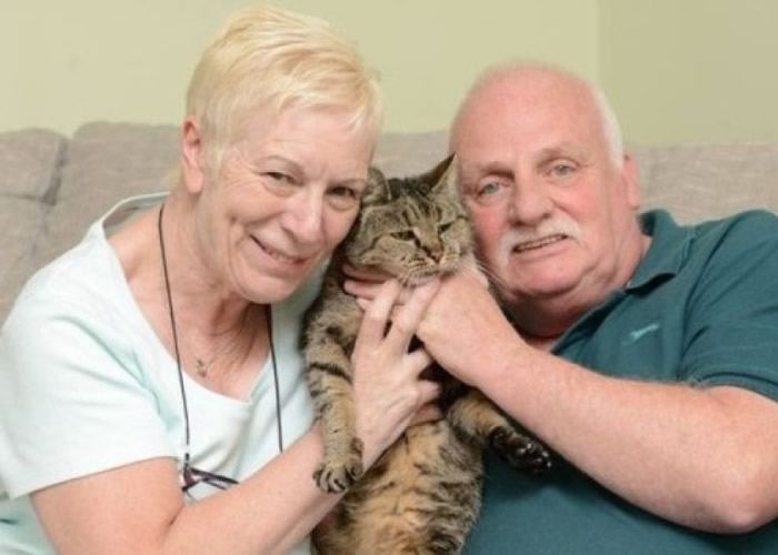 英国最老虎斑猫“肉豆蔻”心脏衰竭逝世 终年32岁