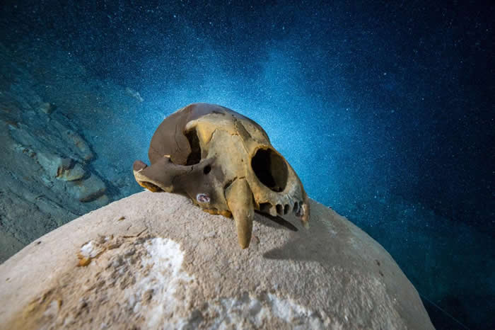 一颗古代熊的颅骨摆在Hoyo Negro洞穴底部,这是墨西哥犹加敦半岛一个为水淹没的洞穴。 PHOTOGRAPH BY PAUL NICKLEN, NATION