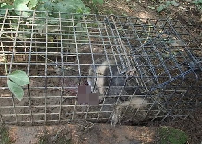 ���Ŀ�����һֻʧѪ���������ⵡ�