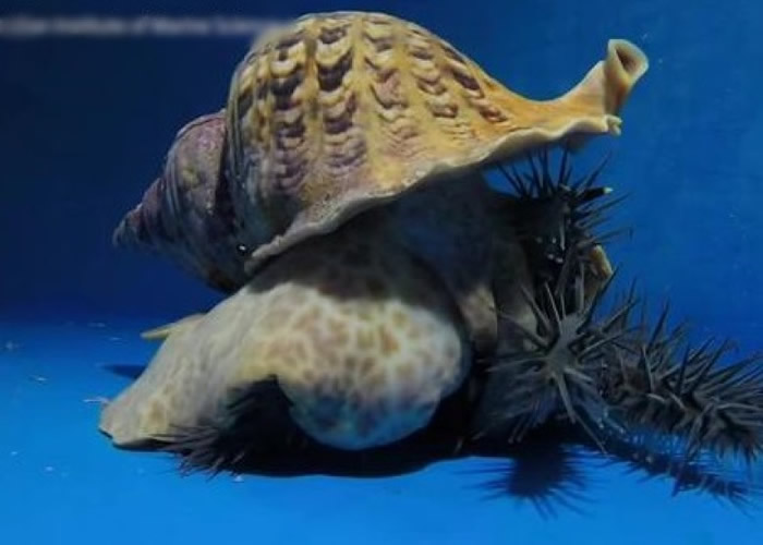 研究员开始培植这种“秘密武器”。