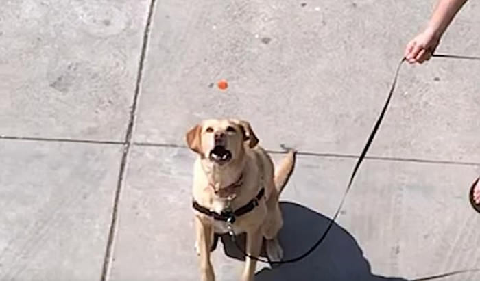 聪明绝顶的拉布拉多犬眼明“口”快 接过主人从2楼阳台抛下的小胡萝卜