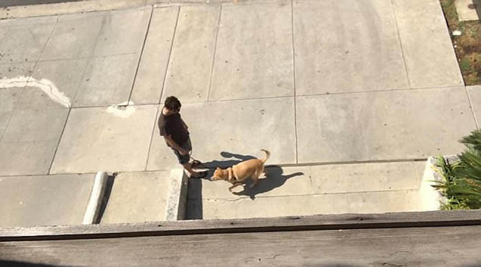 聪明绝顶的拉布拉多犬眼明“口”快 接过主人从2楼阳台抛下的小胡萝卜