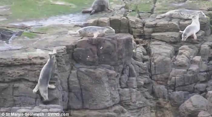 英国惠特利贝沙滩游客走近拍照 吓得海豹跳崖逃亡