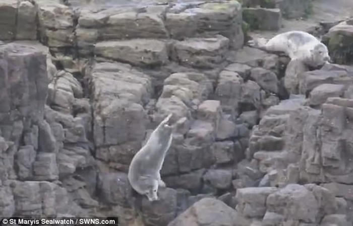 英国惠特利贝沙滩游客走近拍照 吓得海豹跳崖逃亡