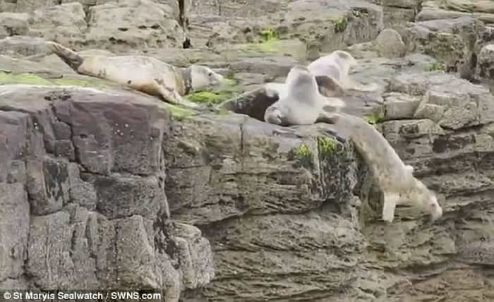 英国惠特利贝沙滩游客走近拍照 吓得海豹跳崖逃亡