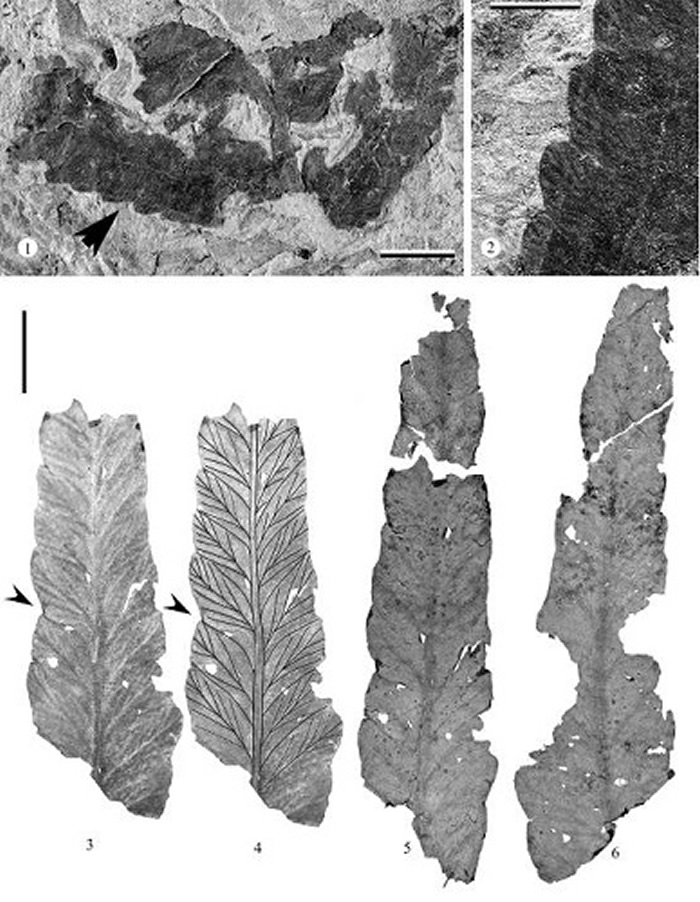 1-2克拉玛依革质叶的模式标本;3-6较完整的上、下角质层
