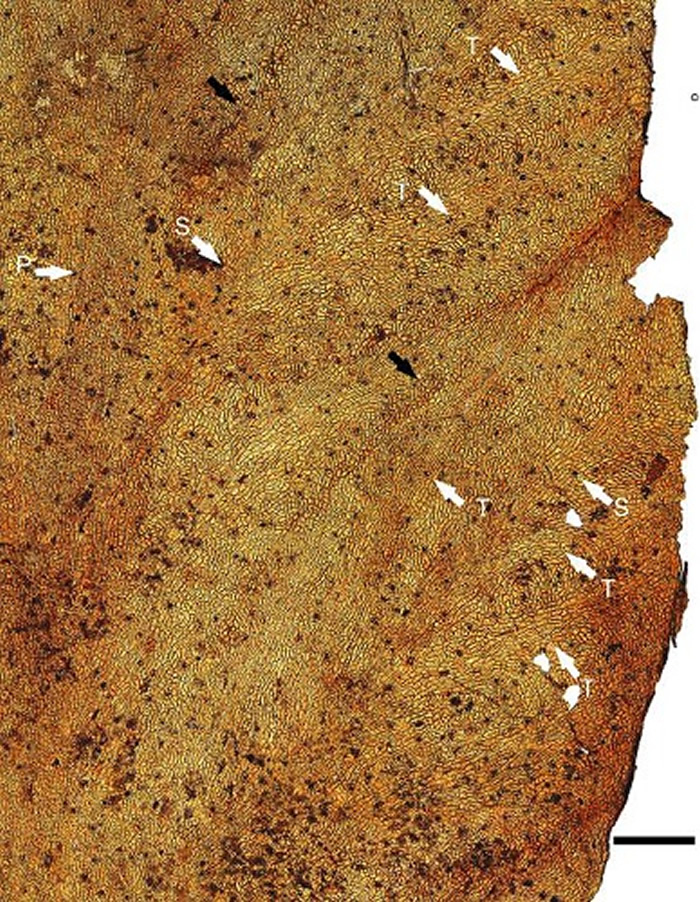 克拉玛依革质叶上角质层,展示了羽片的中脉、侧脉以及束间脉的形态特征