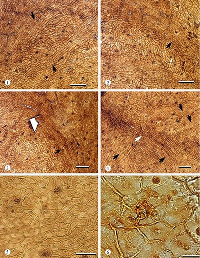 克拉玛依革质叶上角质层结构特征