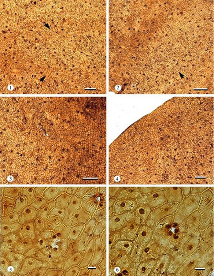 克拉玛依革质叶下角质层特征