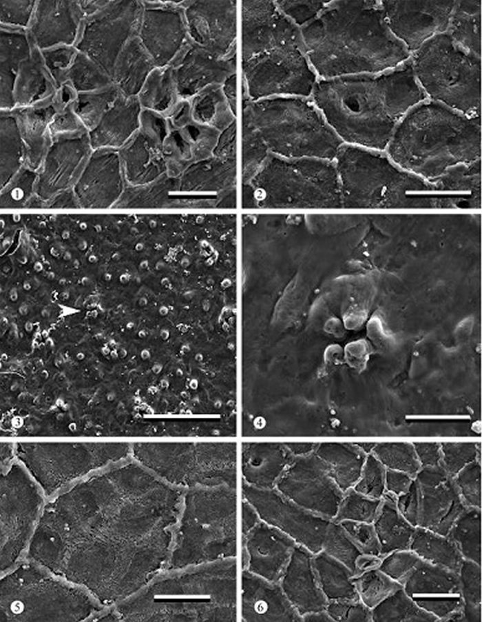 克拉玛依革质叶扫描电子显微镜照片,展示了角质层外表面和内表面的结构特征