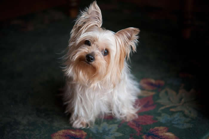 ����ѧ�Һ��ѽ��ܡ������и��须���뷨�����񾭿�ѧ�Ҹ��׸������˹��Gregory Berns��˵�� ����������������˶������������⡣��PHOTOGRAPH