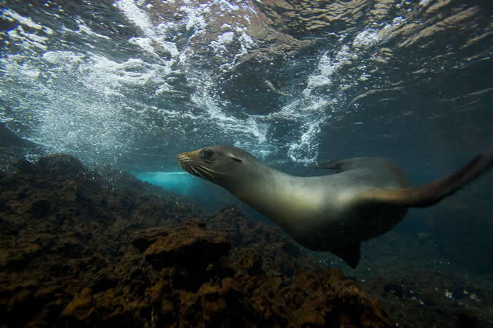 ����˹�о���֮�����о���ʨ�����ֺ�ʨ�ܸ�����ࡣ PHOTOGRAPH BY TIM LAMAN, NATIONAL GEOGRAPHIC CREATIVE