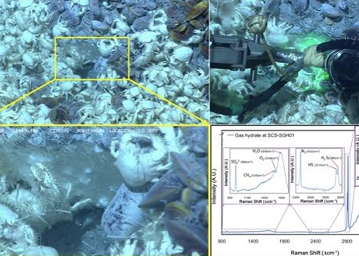 与深海冷泉化能生物群落共生的裸露在海底的“可燃冰”。