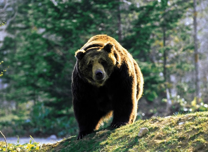 专家称那其实是日本棕熊。