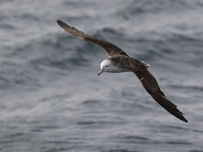 一只在海上翱翔的白额鹱。