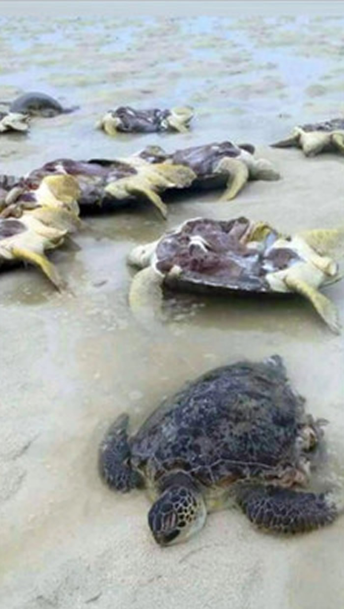 ɳݺ10ֻϰѵıΣP걻ӻʸȡ