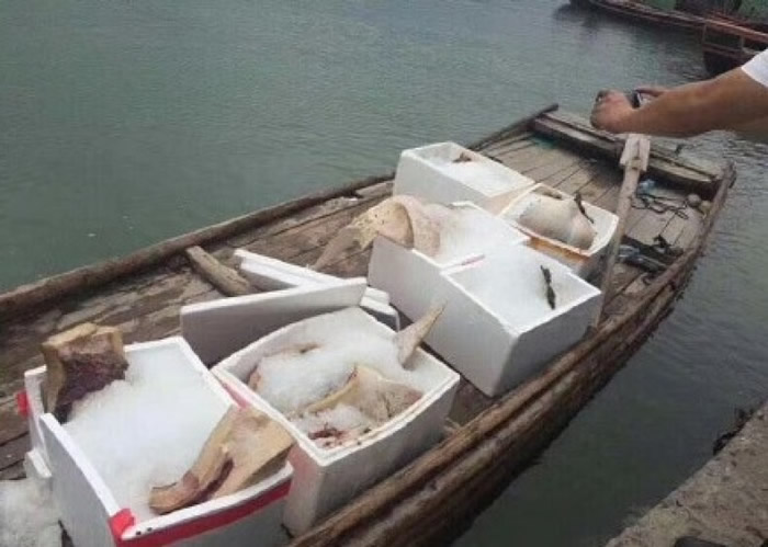 当地网民指,该条海豚被分尸出售。