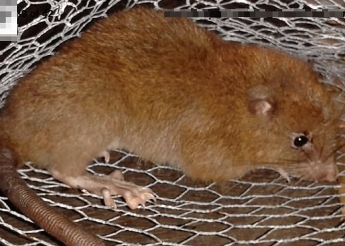 莱弗里在旺乌努岛发现该新品种巨鼠。