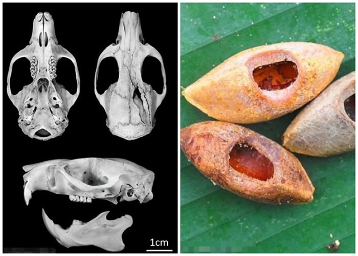 莱弗里解剖巨鼠,并指它能咬破坚硬的椰子壳。
